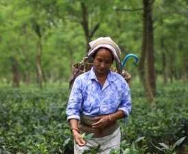Advanced Certificate in Organic Agriculture