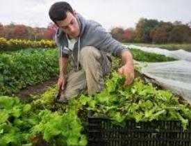Certificate in Agriculture & Plantation Management