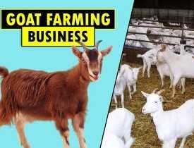 Certificate in Goat Farming Business