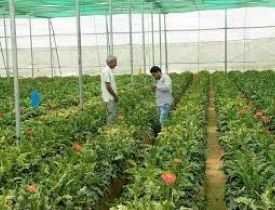 Certificate in Horticulture Organic Farming