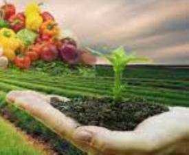 Certificate in Gardening